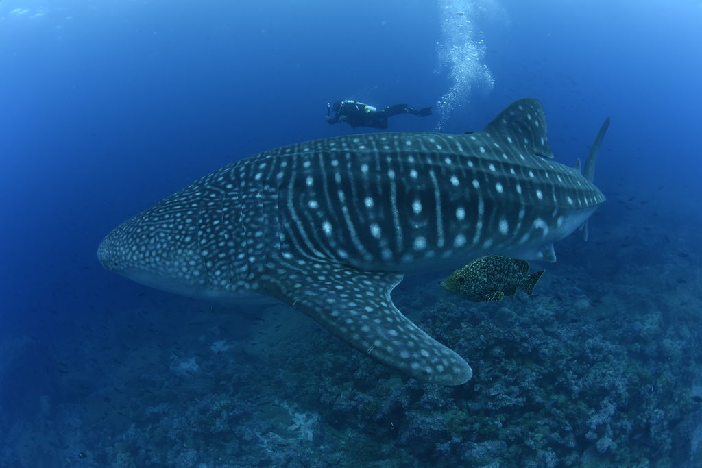 93109435-28ba-42d0-ad4b-52df4dd2e051