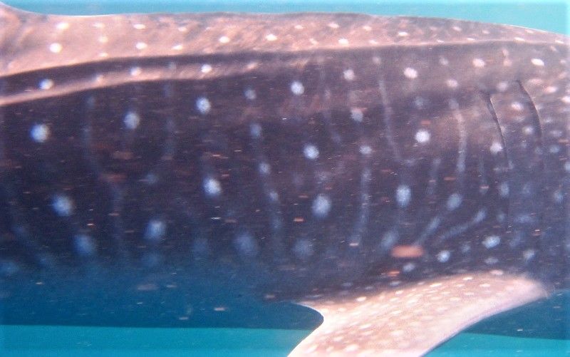 2a088e3a-caef-47e9-8a27-3741e8823aca