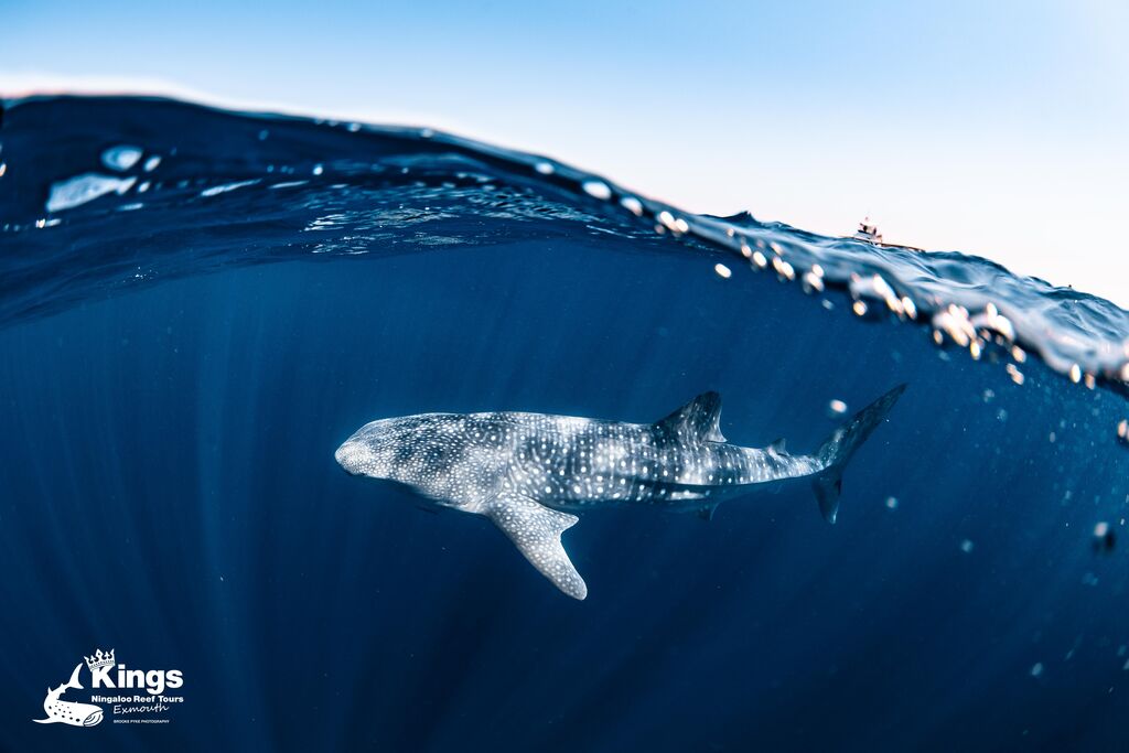 c1192c95-4b98-4899-b78f-d44c83f21664