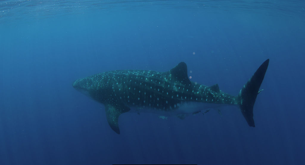 11e35848-2c66-4965-8999-4a472ff6710d