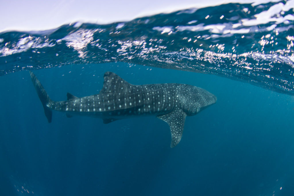 35a5a5d4-f8c9-4046-a928-eae5fb93cff7