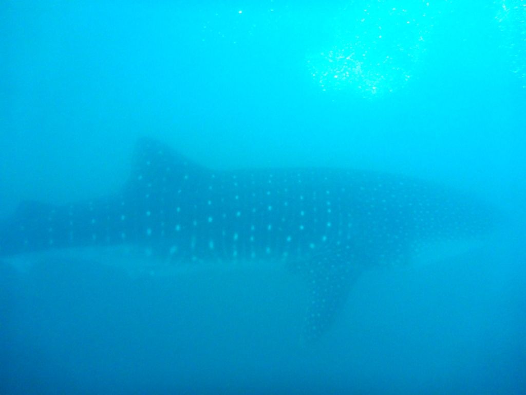 e0edbcf4-7bbb-447d-8a8f-5bfb16c5cb31