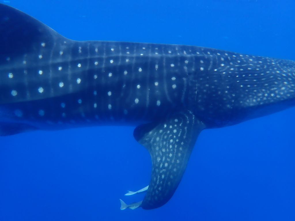 d2ccab82-43e6-4540-befd-d889cafaee56