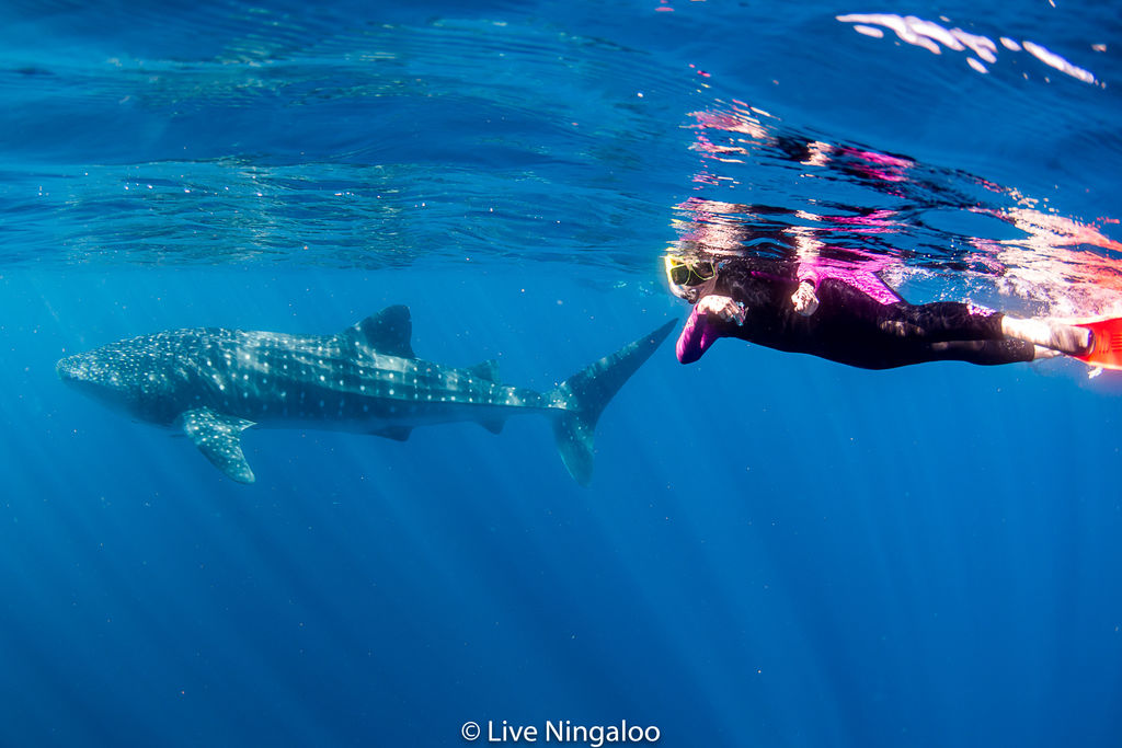 24d9c2a0-b959-4242-94b5-68403b90ef48