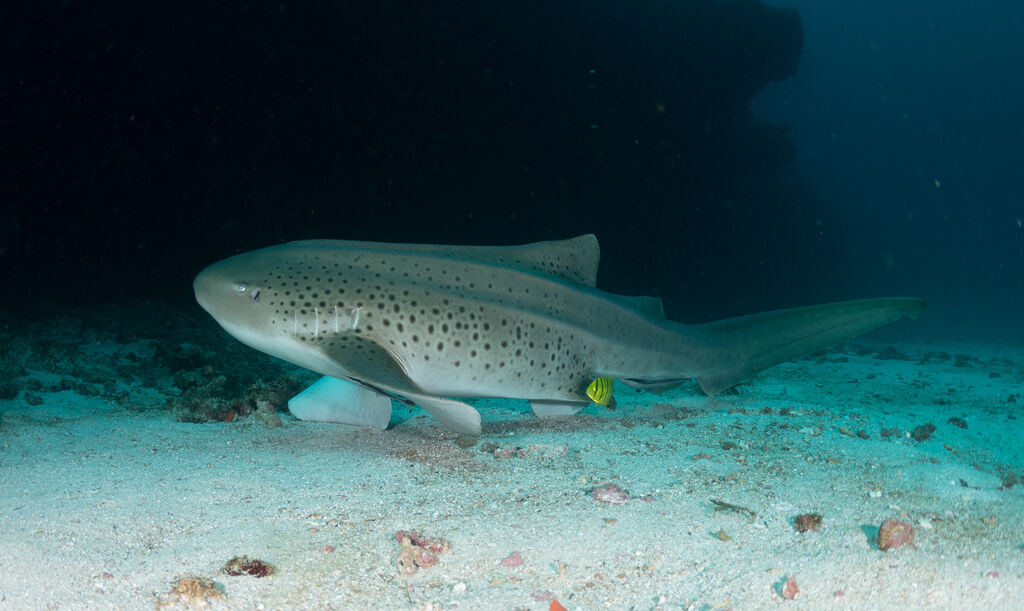 4e0742f1-eaa8-4210-9db5-6673cc76e04a