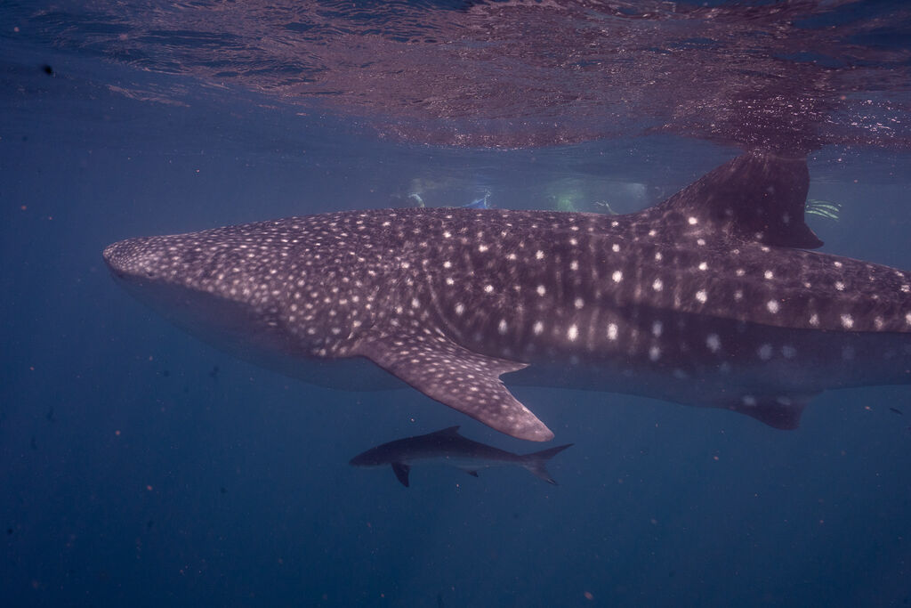 e095c80a-2e68-42b5-87cb-71079c87af80