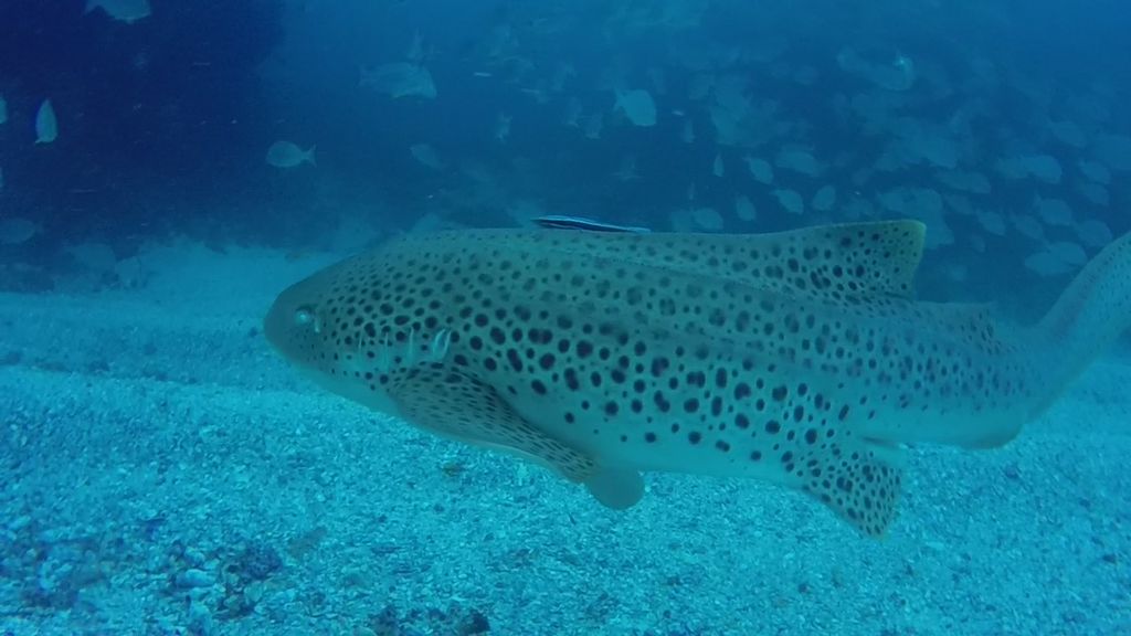 d71c1a81-5043-4ad0-a6e7-240e165f500a