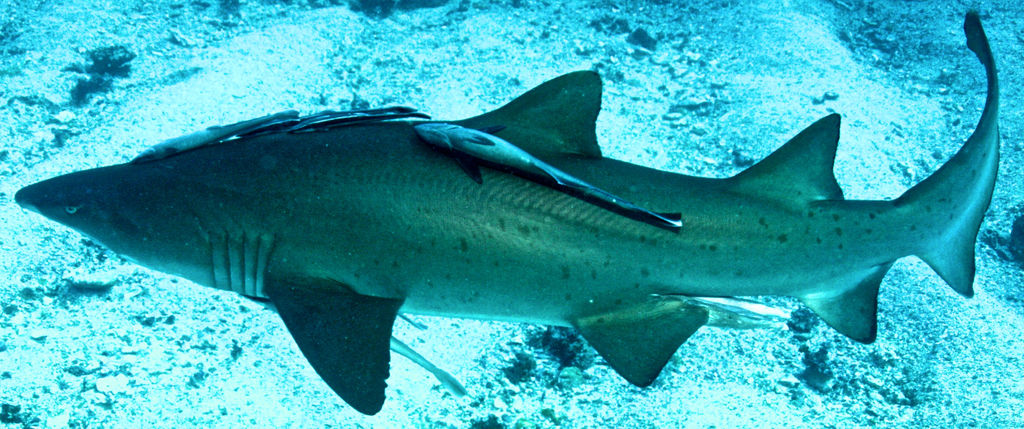 d8d9474f-5151-43cf-aa98-f2c9af3d30e2