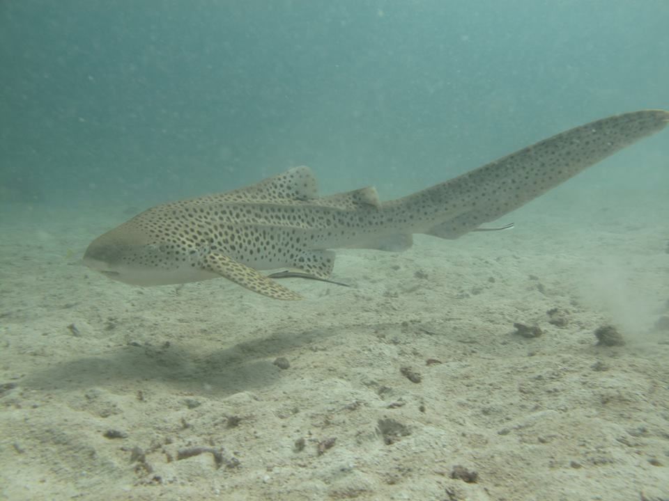 247d6b8e-b1d4-4164-96e1-35ea7bc91138