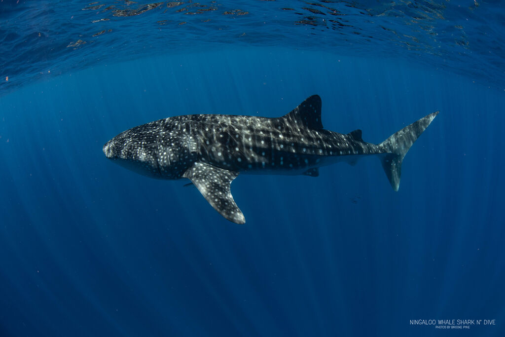 dca5bd12-95a8-4566-a580-ede107e16b6d