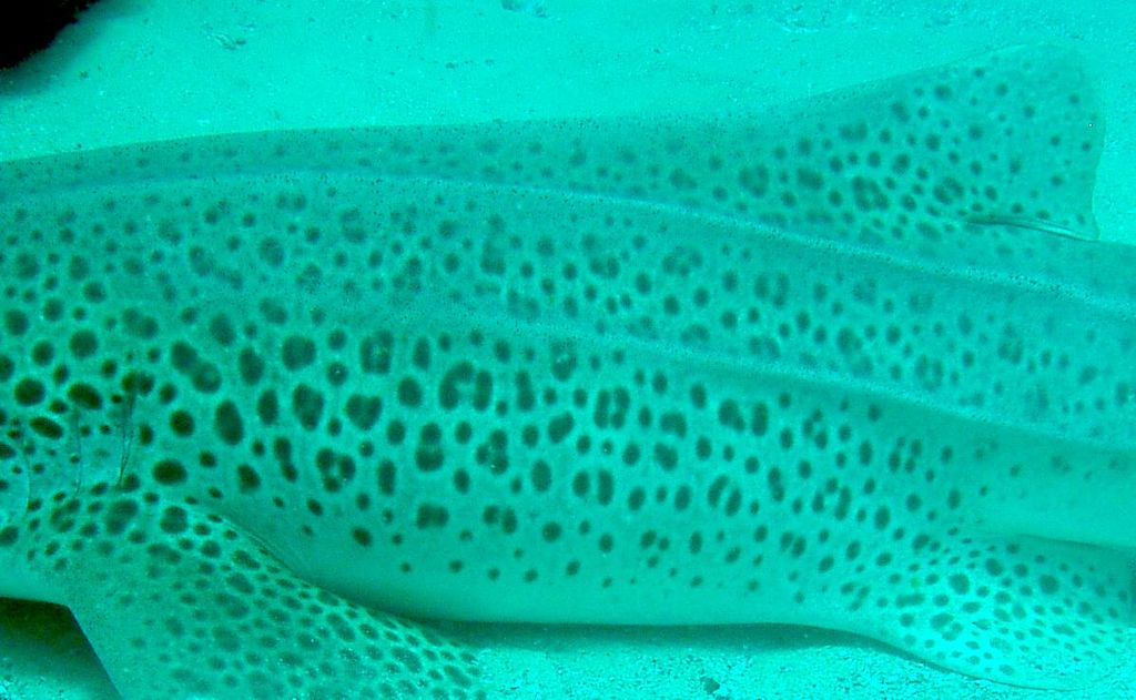 c4f71e9d-d1c2-442d-9ab7-c416542e708e