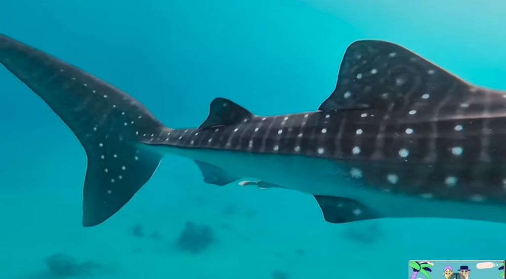 fdc32cee-8804-401c-9110-b15c56e60755