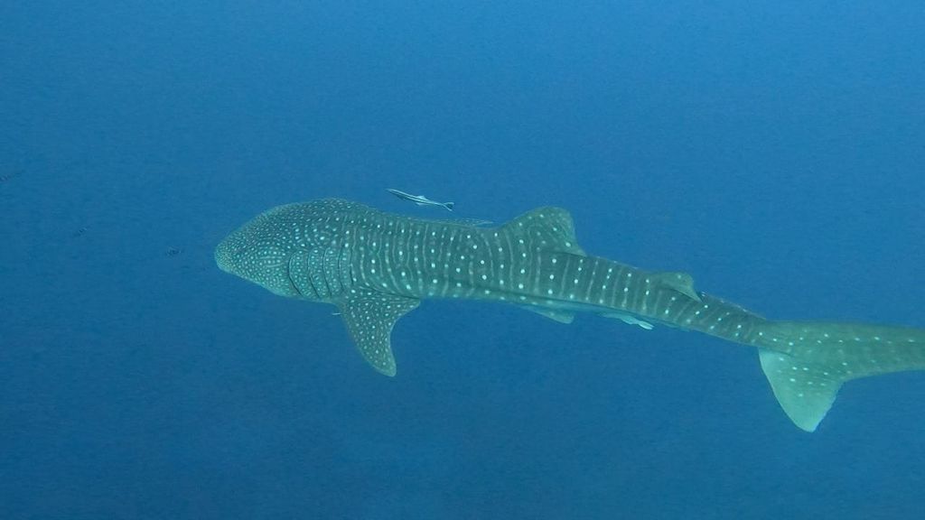 fdc32cee-8804-401c-9110-b15c56e60755