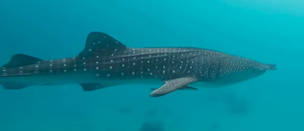 fdc32cee-8804-401c-9110-b15c56e60755