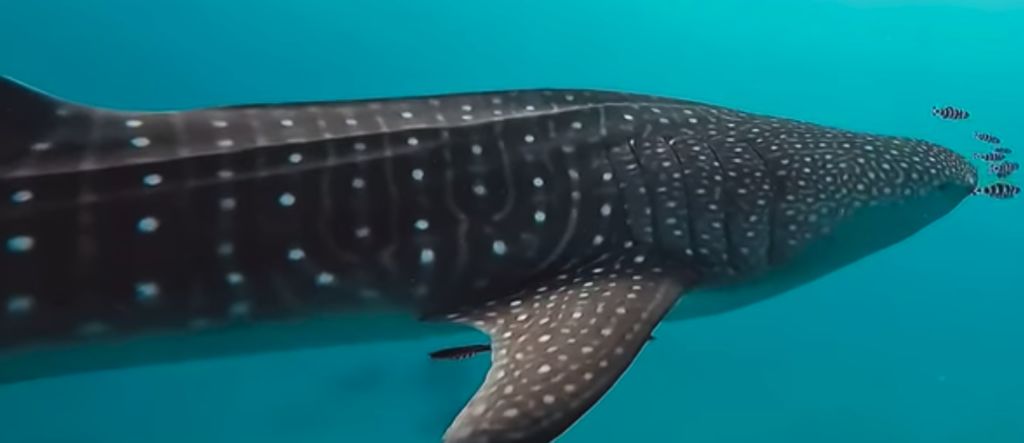 fdc32cee-8804-401c-9110-b15c56e60755