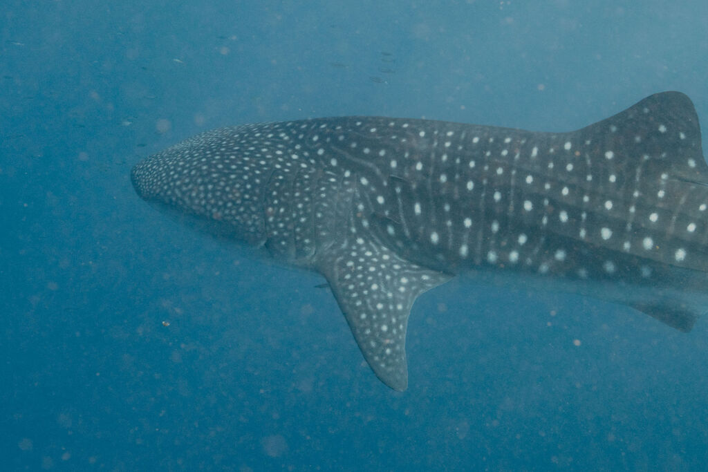 af7acf6e-e25e-421d-80b4-0fee82502a39