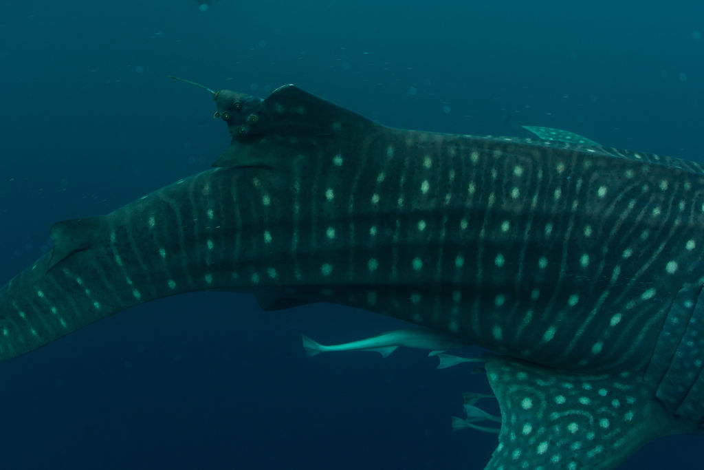 aaff848d-a229-4979-a4fc-dd1e424a5bdb