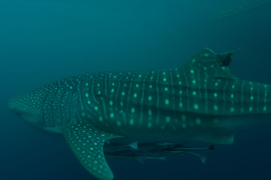 aaff848d-a229-4979-a4fc-dd1e424a5bdb