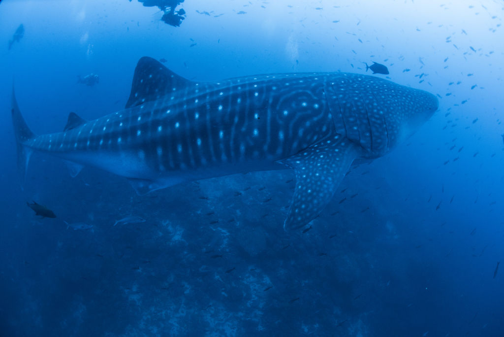 11e7f8cc-00db-480b-8051-99bc78844388