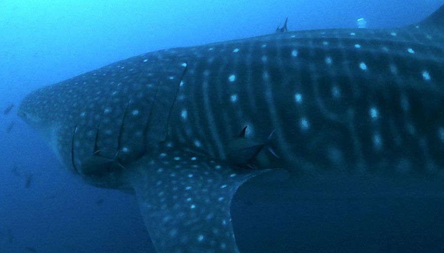 11e7f8cc-00db-480b-8051-99bc78844388