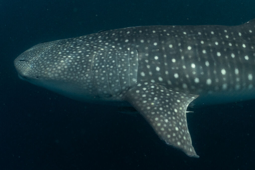 ca32b83d-a50e-4623-a23e-dd359f3f3acd