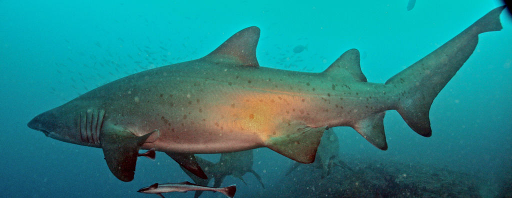 e3166697-ccba-4876-8e7f-f0da9da21691