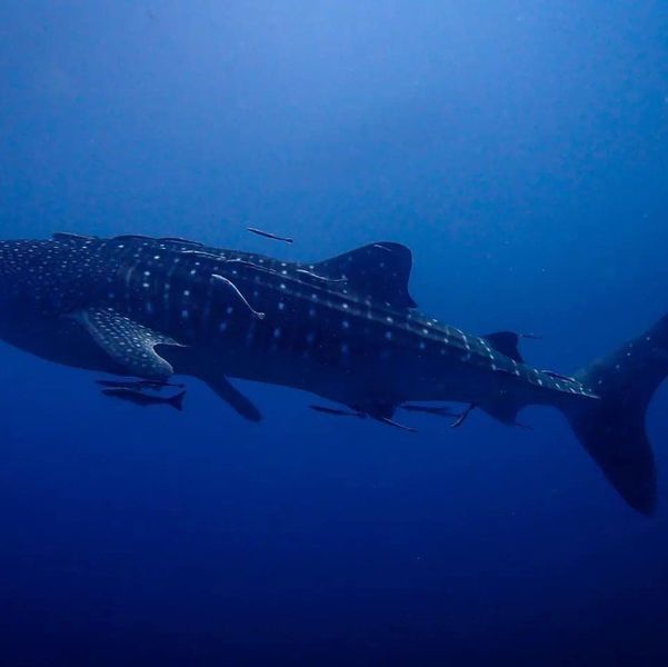 9a1da1f1-e6ee-49bb-8757-0975edb4779f