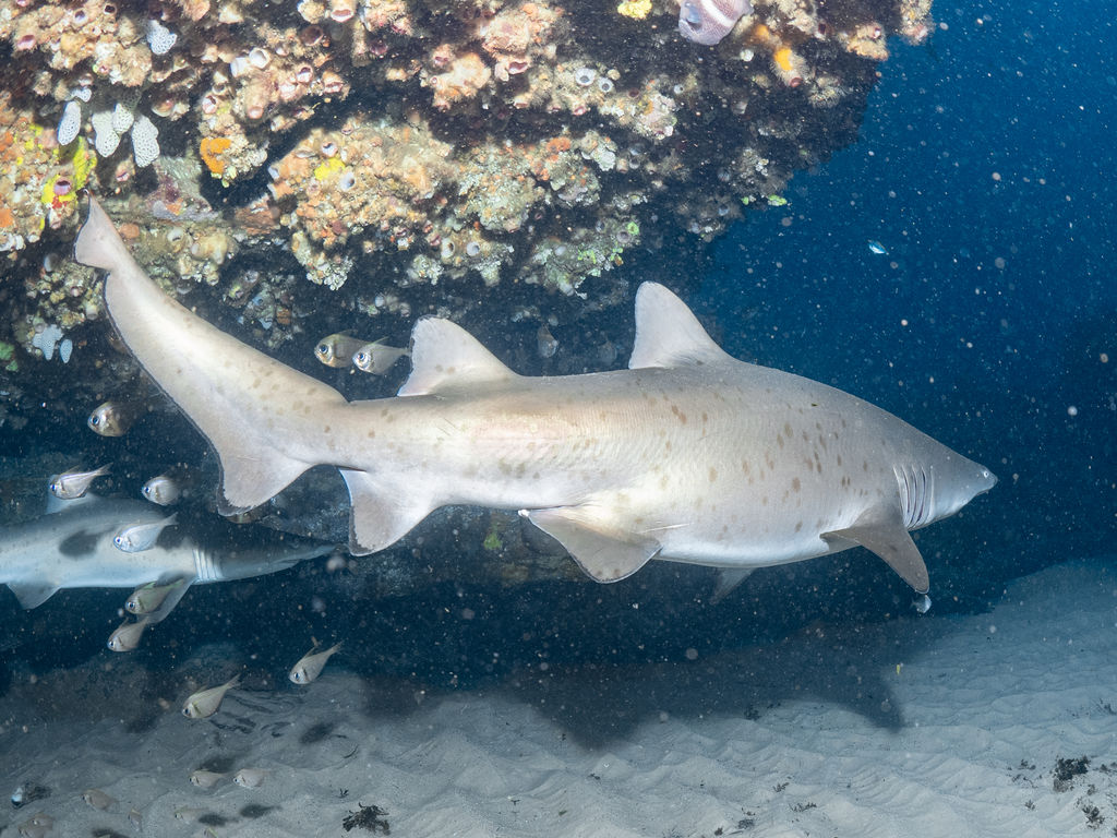 0a22e1de-e07b-4a18-8fb1-326cf1d3a85d