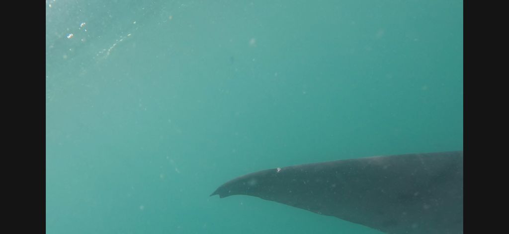 62d9731b-a51c-46e7-9030-acb54d671c96