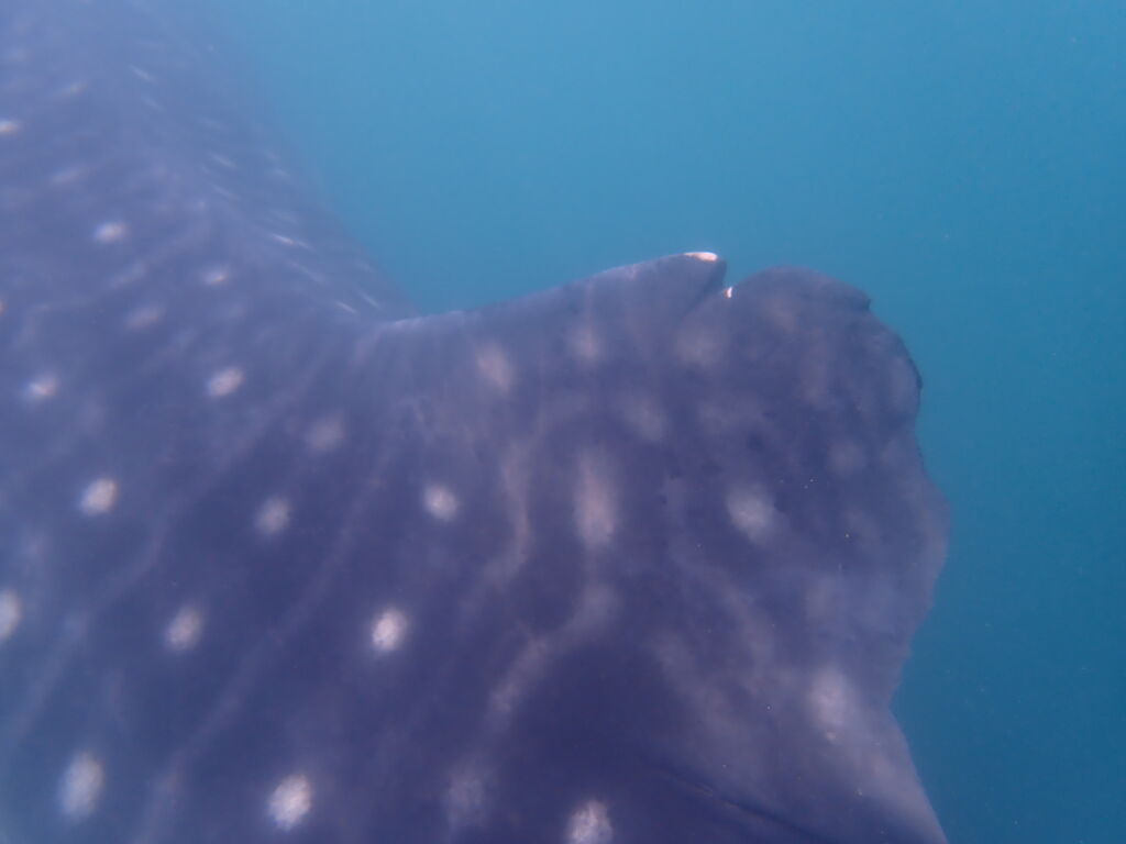 fac77967-5ca3-4035-97f6-f162f4928284