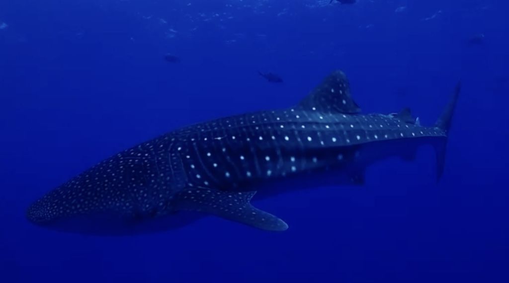 9e5721e9-4036-41eb-8c14-52c661119a3c