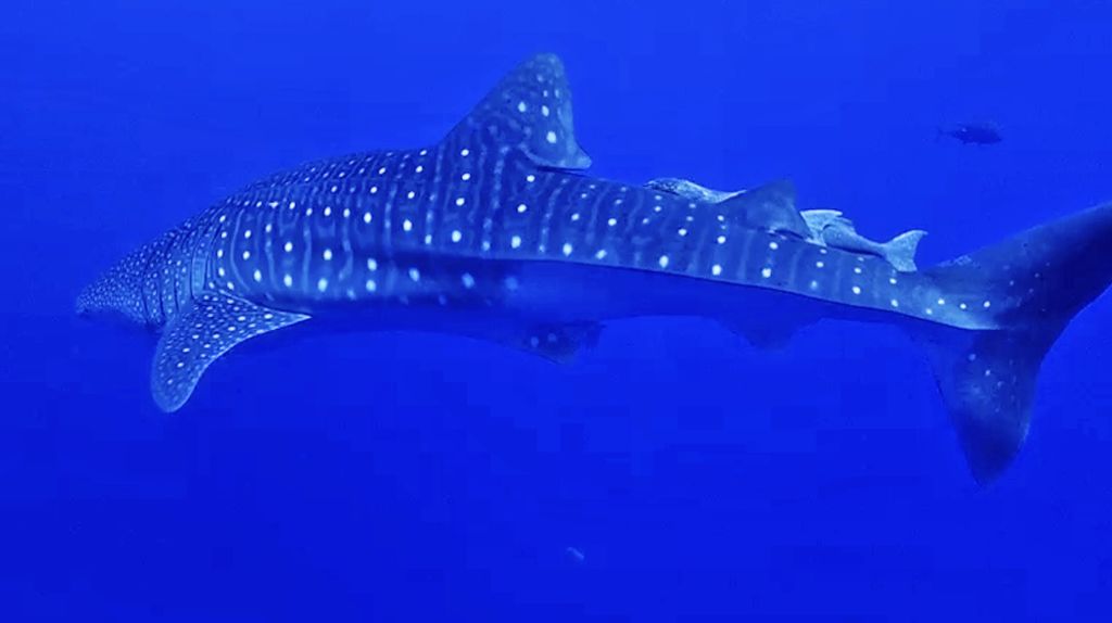 9e5721e9-4036-41eb-8c14-52c661119a3c