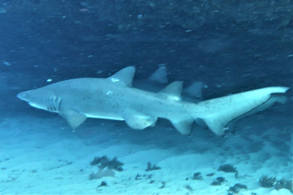 147cd9d3-97ce-4c21-9b7c-809c36fcc10a