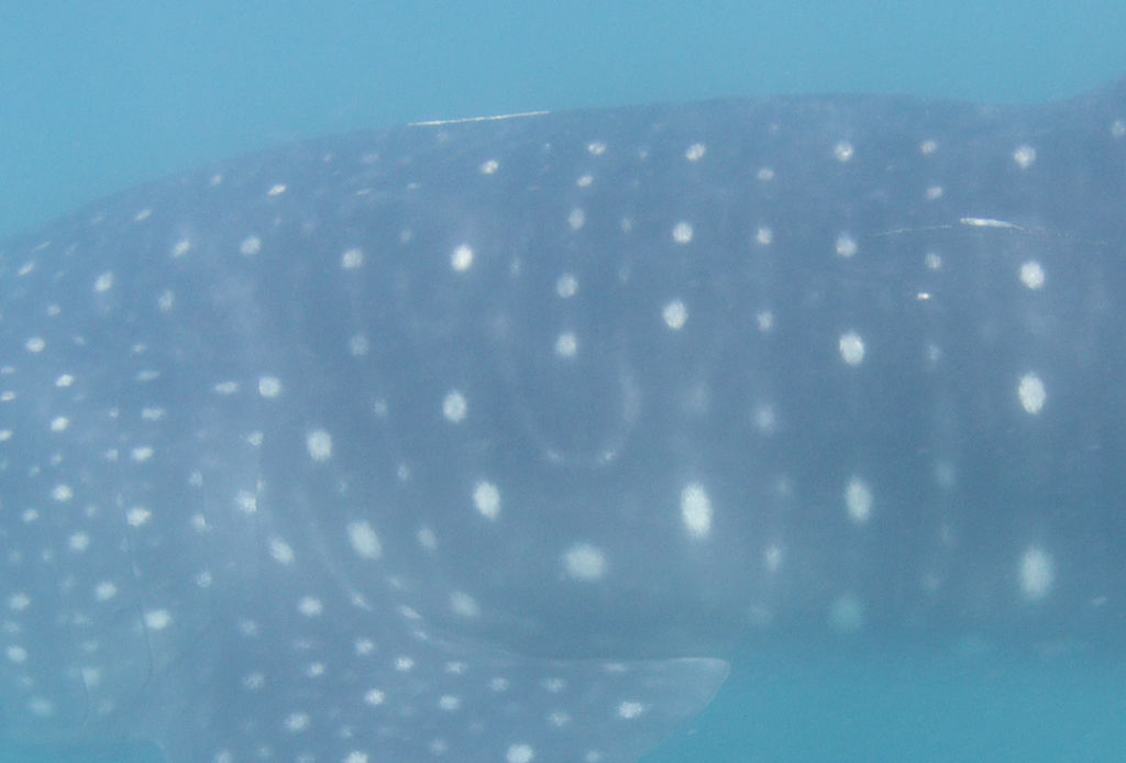 8fed8f03-d187-4697-8b1b-52765f63da9e