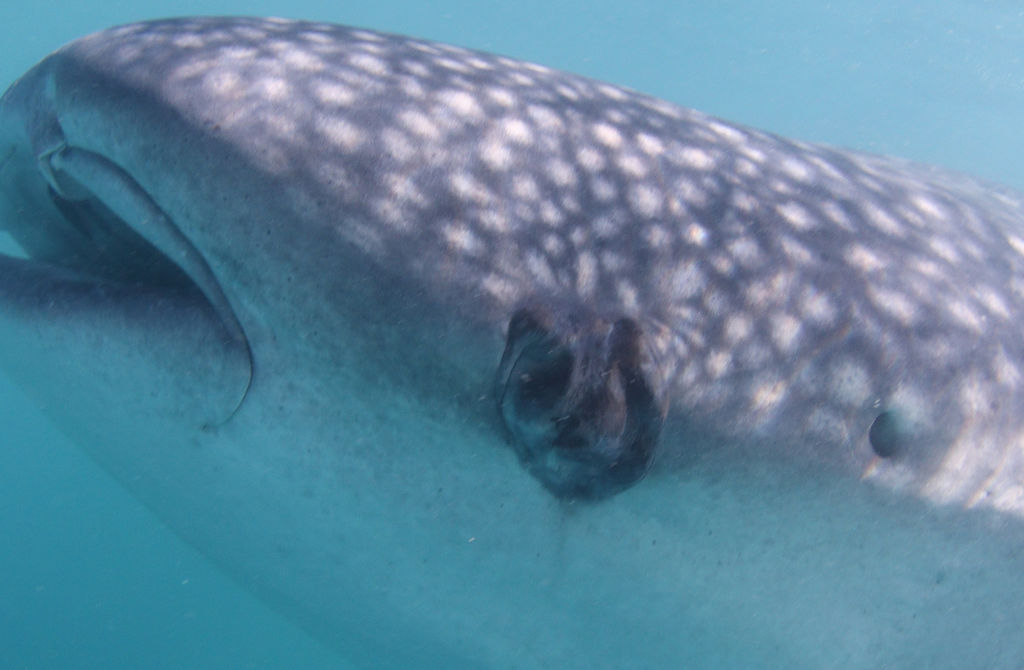 8fed8f03-d187-4697-8b1b-52765f63da9e