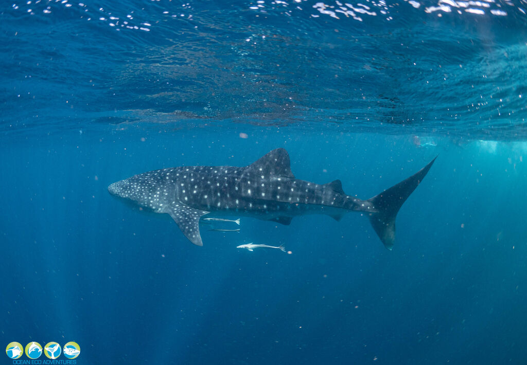 2d870c83-b321-4505-ad02-479b5b12bfa0