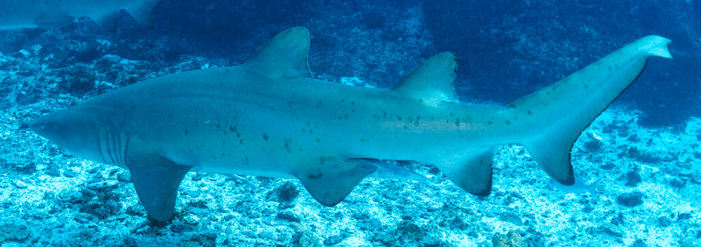 13816ede-c958-462d-84f0-c03e5eab7d07