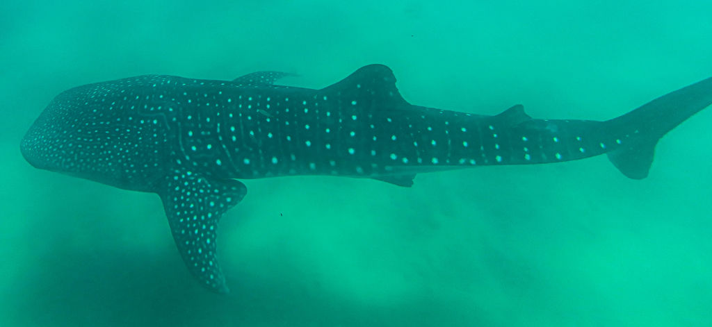 8a4e5351-9c3b-4126-b20f-077ddf0a84f9