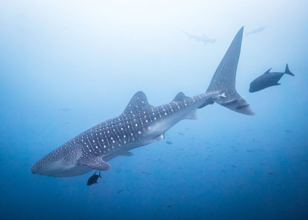 ac50960b-e7c5-4be4-8a39-d00493fe4b03