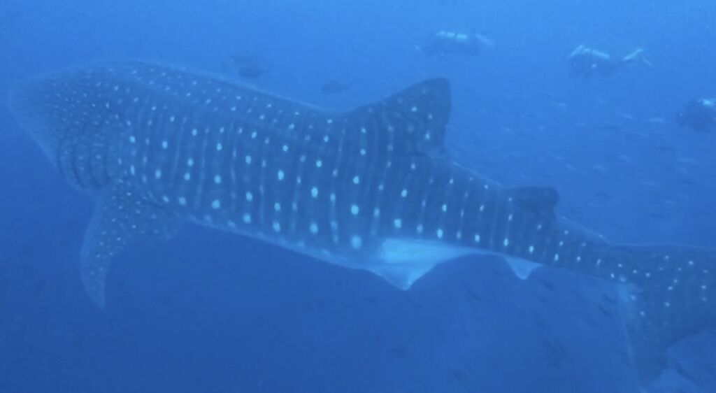 1b55da1d-1c5f-481c-afd7-6cc3f2b2cd32