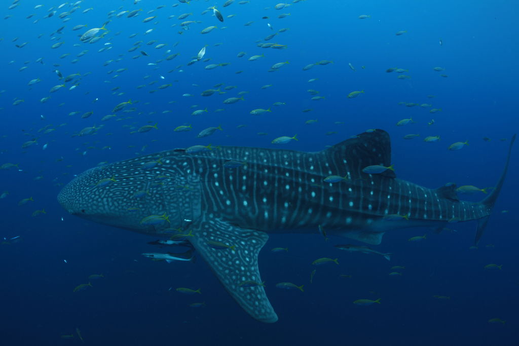 2e91de7b-df63-4f7d-93be-8aa2c3b88f96