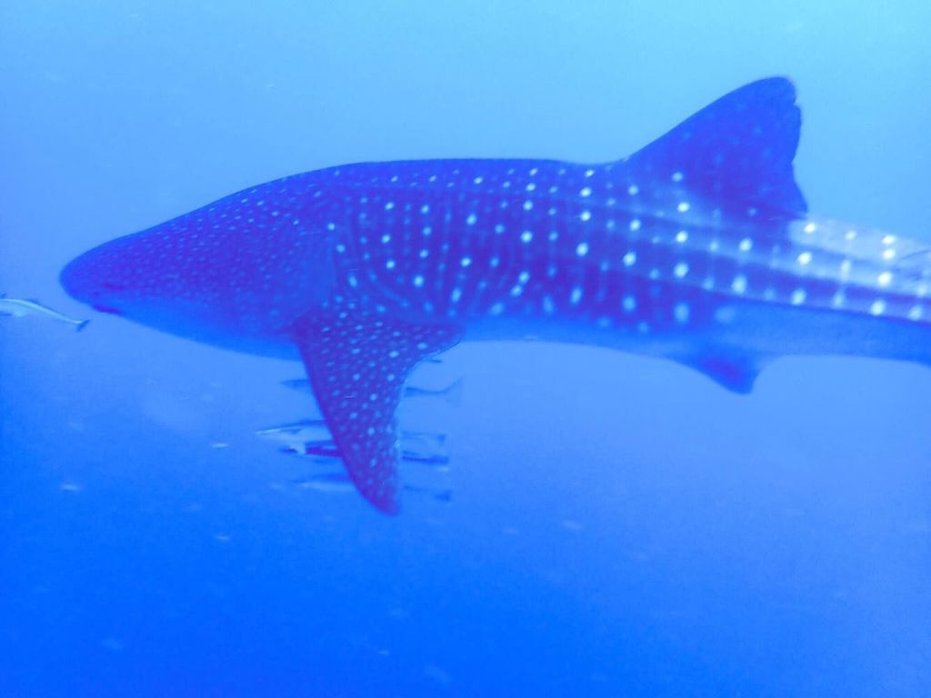 99c29179-a2e5-49f5-b51e-1e4893f09ccd