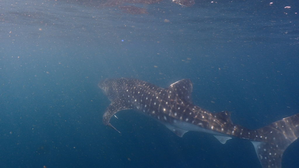 e421c4ef-8d78-403f-8a86-801e18c9c104