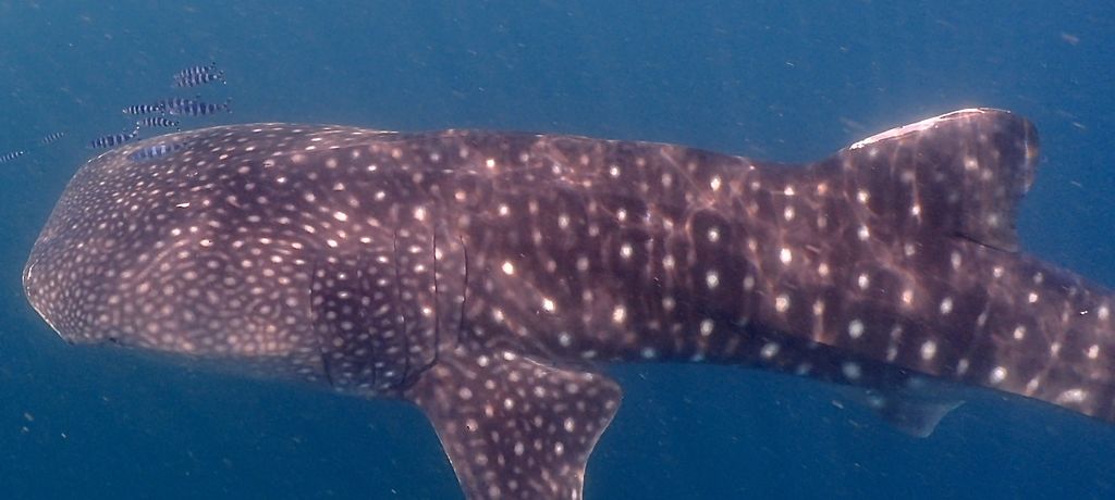 e421c4ef-8d78-403f-8a86-801e18c9c104