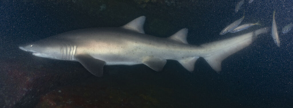 24f815b4-cbce-48ce-aa9e-787ce0173525