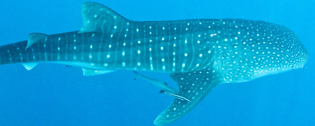 f5d0e5d6-085f-4317-ac00-a16d5e182a09