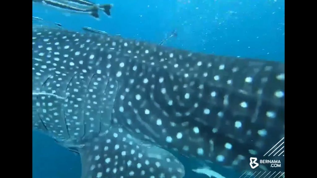 a4232039-0342-4c0c-8c15-43835872f202