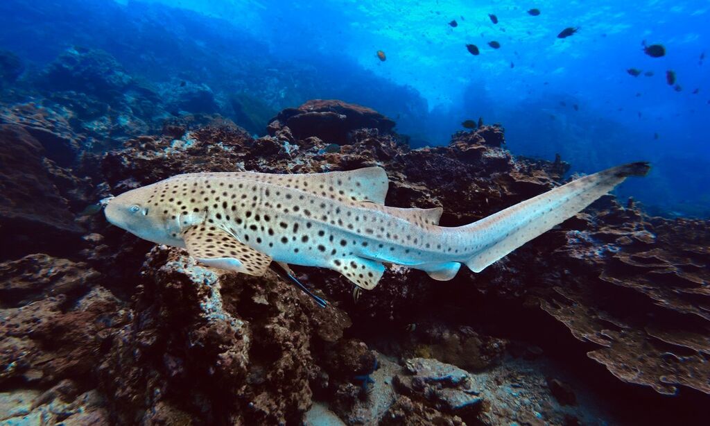 7a2703b4-276d-4bf4-918f-c9f24c77e4aa