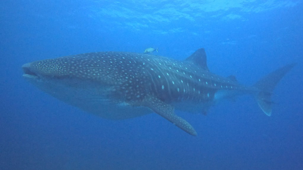 25974c0f-0bfe-41d9-a4b4-e84b3a4b4cf2