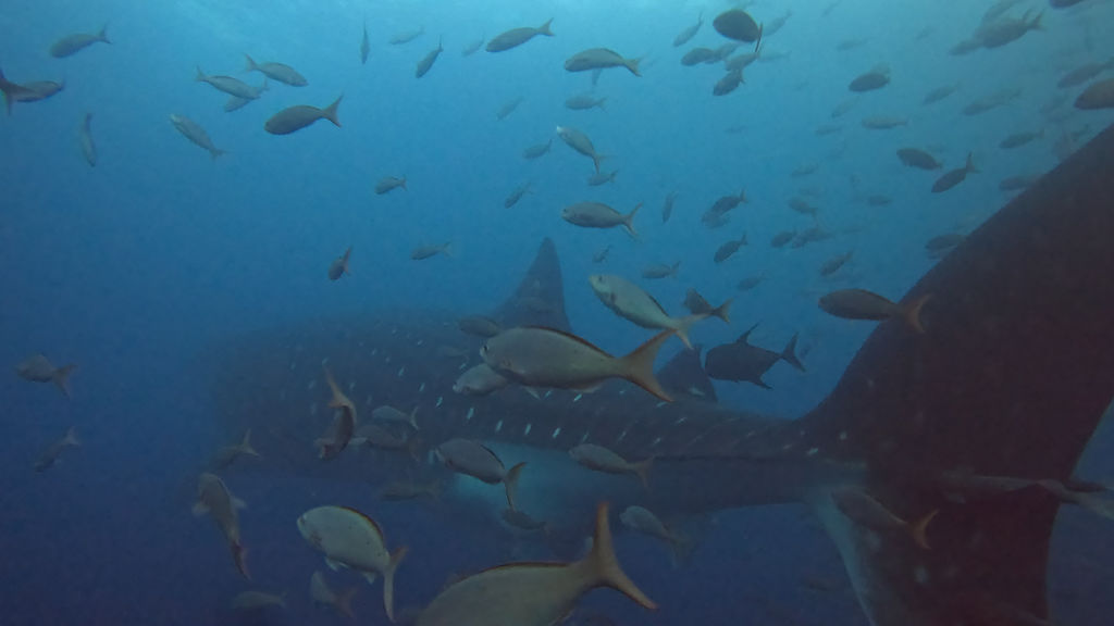 25974c0f-0bfe-41d9-a4b4-e84b3a4b4cf2